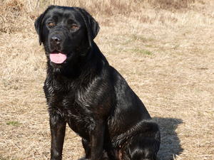 Cotonhock Molly