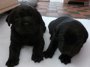 Previous litter, puppies!