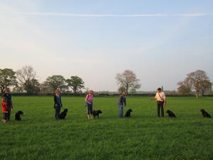 Previous litters, puppy reunion!