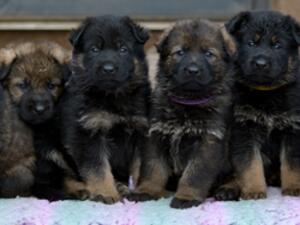 Puppies at 4 weeks