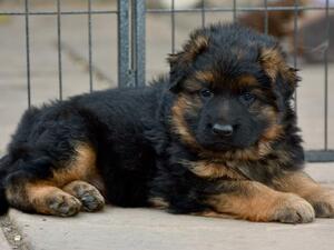 Male Puppy at 5 weeks