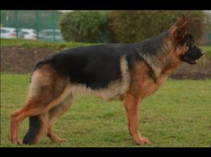 Vienna at 11 months old