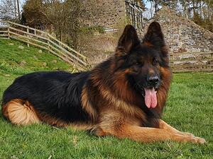 Vegas at 7.5 years old