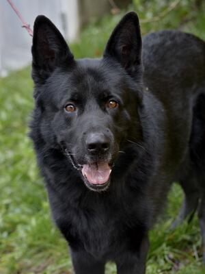Angus