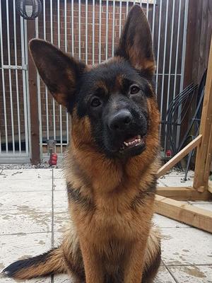 Vienna at 13 months old