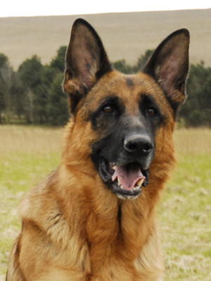 Uno at 3 years old