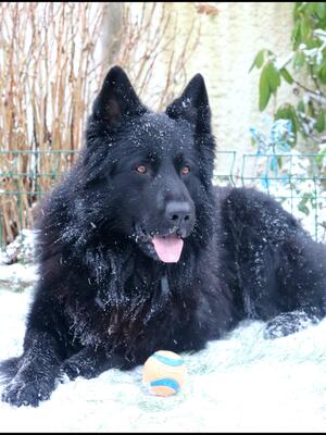 Iwolf Des Loups Varnagile