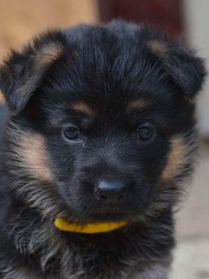 Female Puppy at 5 weeks old