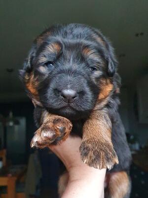 Female Puppy at 2 weeks