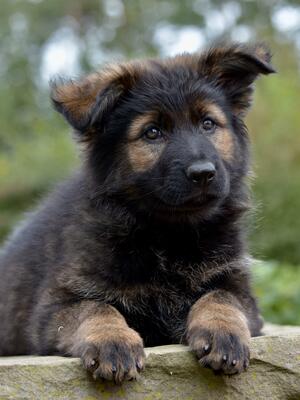 Tequila at 8 weeks