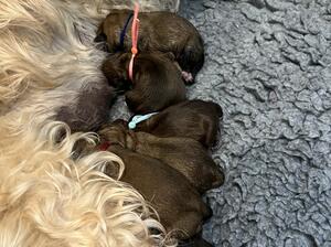 Soft coated wheaten terriers, health tested