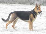 German Shepherd Dog Breeders Near Horsham West Sussex Champdogs