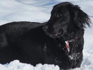 Jazz (Dam) in the Snow