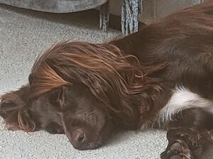 Sleeping beauty.