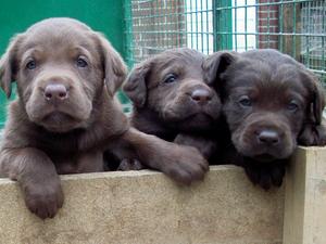 puppies