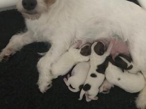Dam with puppies