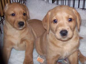 two of 6 pups
