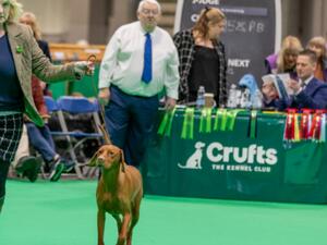 Orla 2nd at Crufts 2024