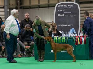 Rubix 3rd at Crufts 2024