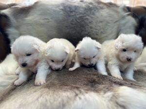 Puppies