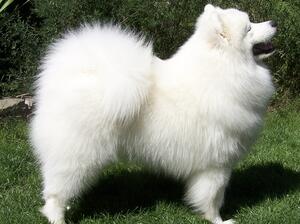 Sire Ch Novaskaya Xander Lefay JW