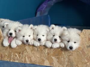 Our Puppies