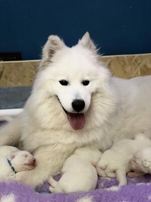 Puppies