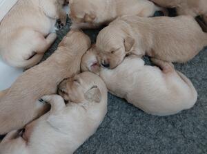Gorgeous home reared puppies