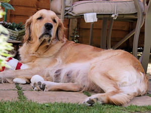 Lilly