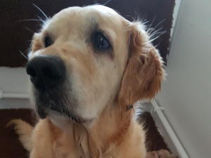 Lilly
