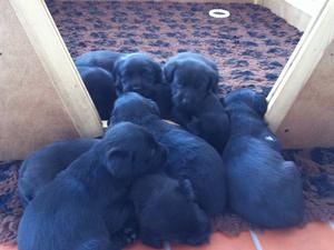 All pups at 5 weeks