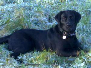 Rudie-Mistletoe Madam