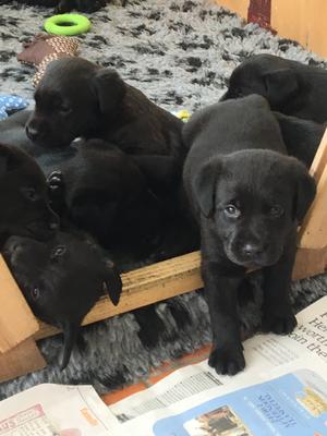 Pups at 4 wks old