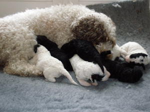 Willow & pups 10 days