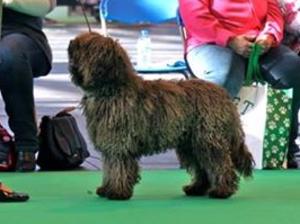 Mani Crufts 2014