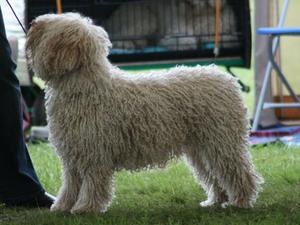 Josalyn Bibiana Aurelai (Bibi)