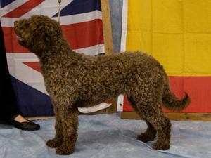 2nd puppy bitch SWDC show 2011