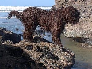 Mani -from previous same Mating