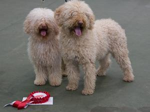 Best Veteran and Best Brace