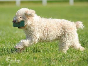 Lola... aged 12 years... girl still got it...