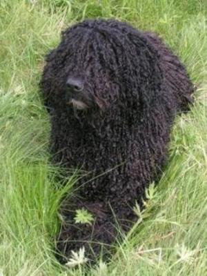 Moby with his superb corded coat.