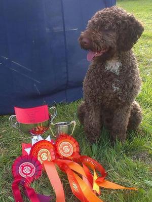 Stithians Show, Best Puppy in Show.