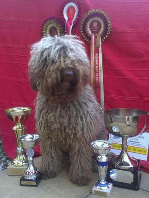 Josalyn Juananci (Nanci) Best Bitch SWDC show 2013