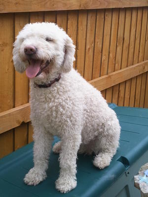 Happy Lola on her 11th Birthday