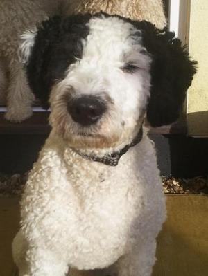 Leo aged 10 months, maturing.