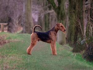 Father who was top male Airedale Crufts 2022