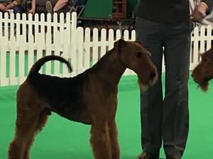 Jax at Crufts 2022 winnng Best Dog.