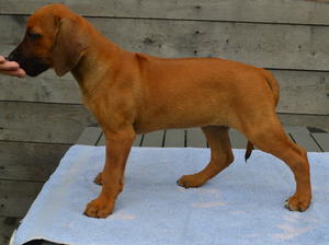 Toffi's 8 week girl, waiting to go 5/7/15