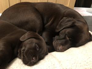 Bella with pup from previous litter