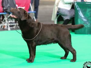Sire Naiken Elite Envoy